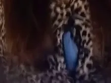Ayla 66